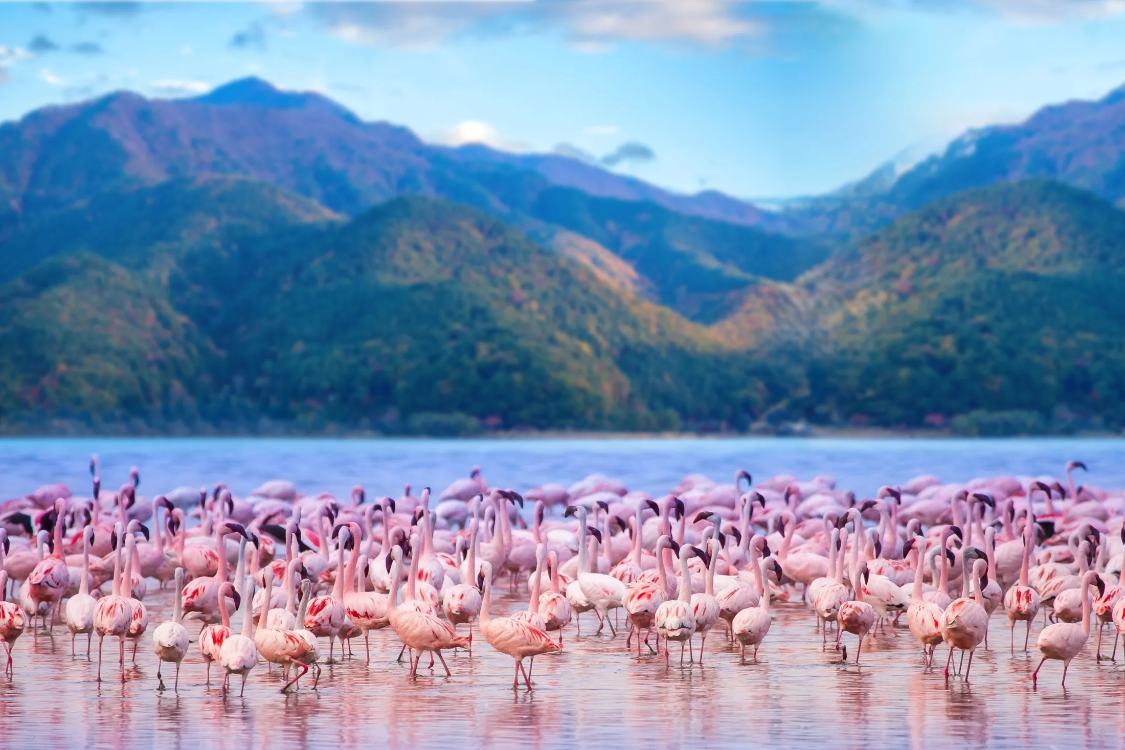 Lake Nakuru flamingoes