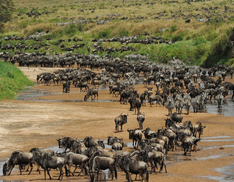 Maasai Mara wildebeest migration